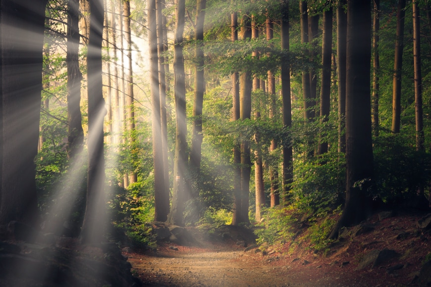 sun rays streaming through trees in forest