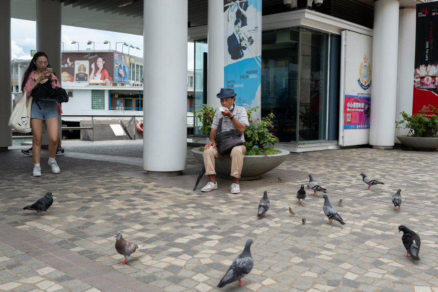 A group of pigeons.