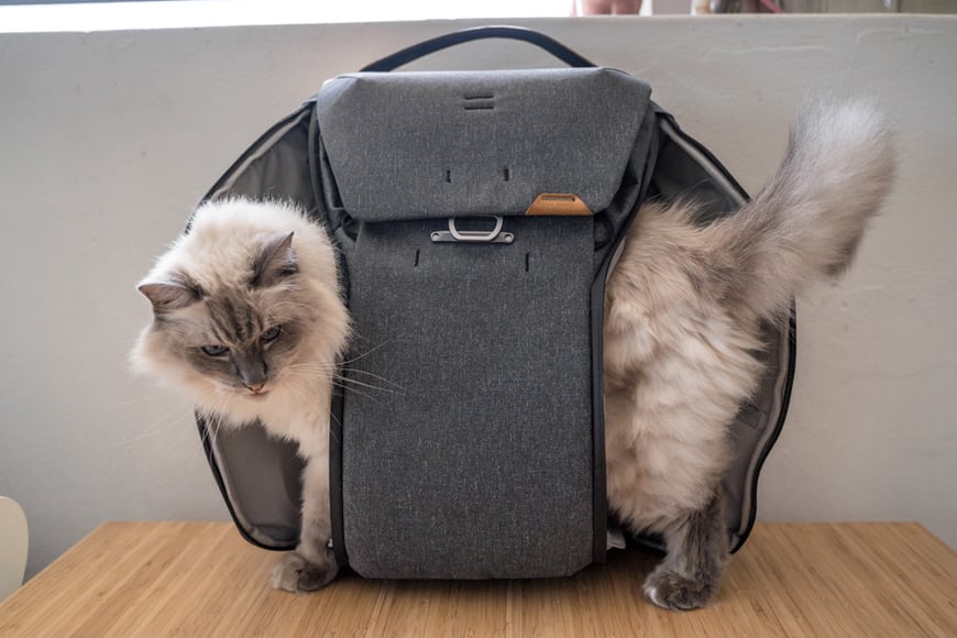 When you cannot decide on which side you wish to access via on the Everyday Backpack V2, why not use both like this guy?