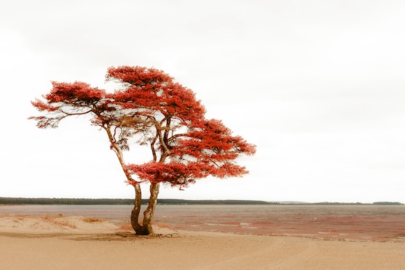 A red lone tree on a sandy beach.