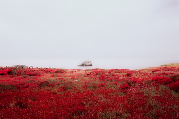 A field of red flowers in the middle of the ocean.
