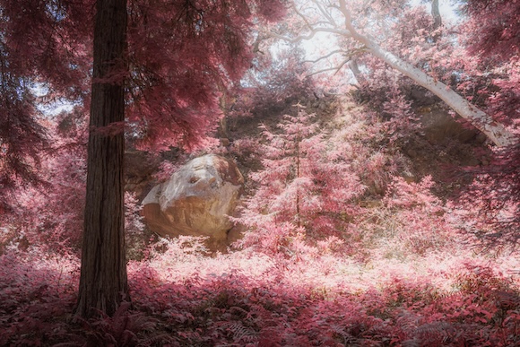An infrared image of a pink forest.