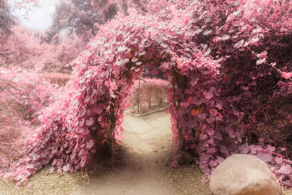 A pink archway in the middle of a pink flower garden.