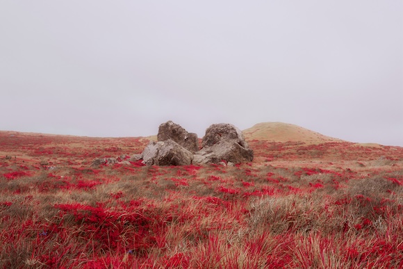 A field of red grass and rocks on a foggy day.