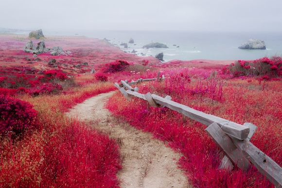 A red field with a wooden fence near the ocean.