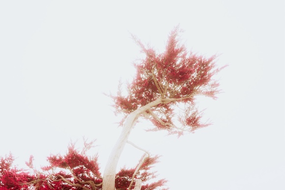 An image of a red tree against a cloudy sky.