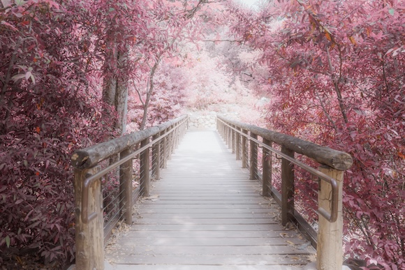A wooden bridge leading to a pink forest.