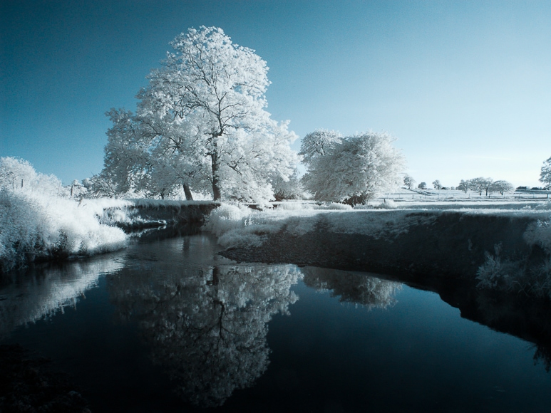 Infrared image of trees reflected in a lake.