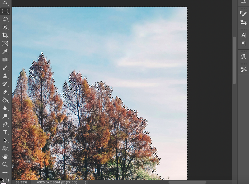 A photo of trees in adobe photoshop.